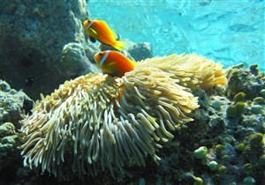 海底珊瑚群图片