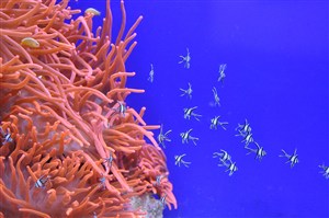 美丽珊瑚鱼群图片