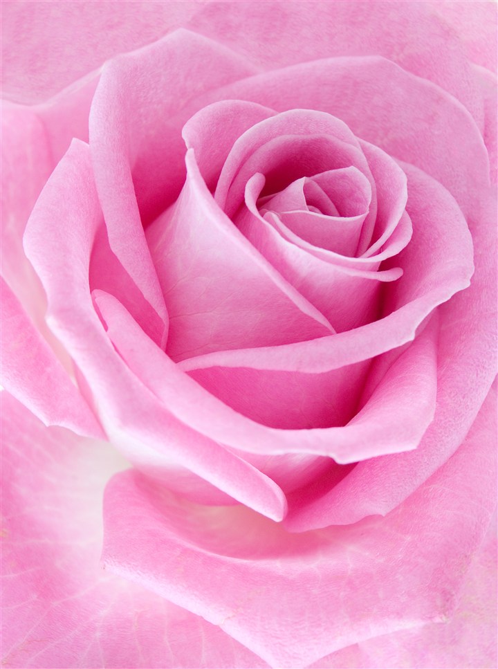 一朵浅粉色玫瑰花特写