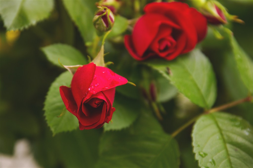 一朵野生的红色玫瑰