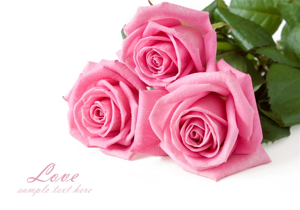 三朵粉红色的玫瑰花