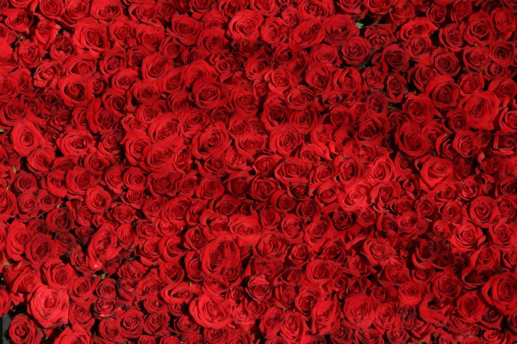 红玫瑰组成的玫瑰墙