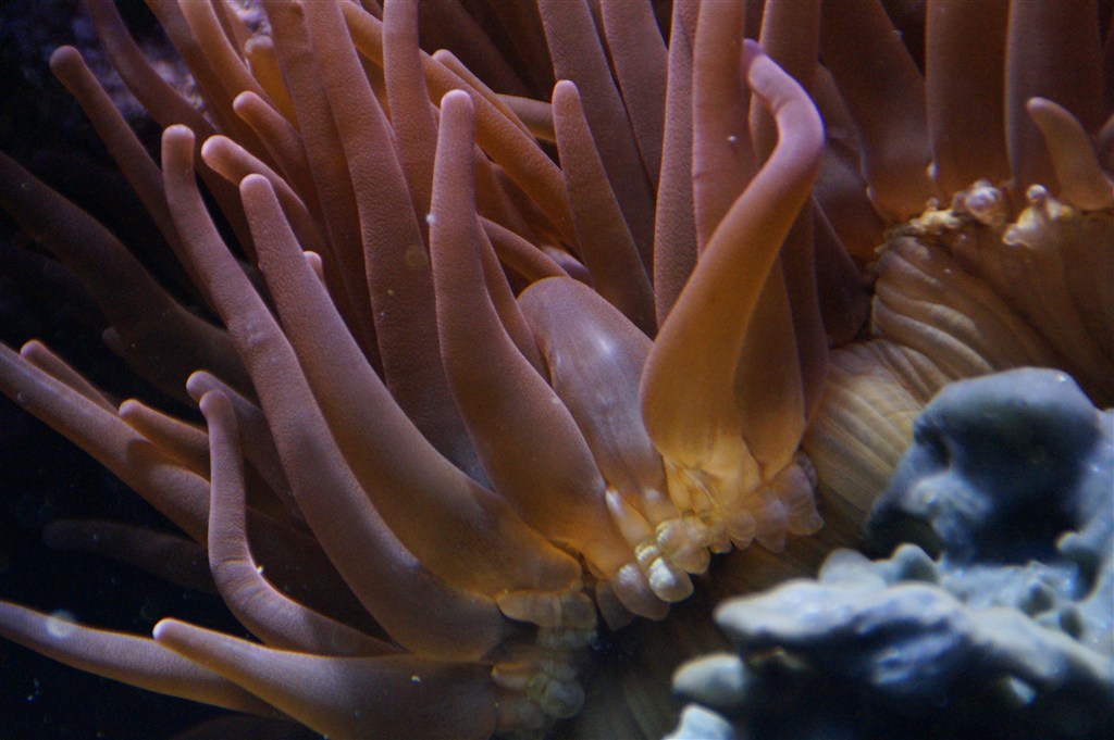 美丽质感珊瑚图片