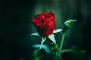 红玫瑰花朵高清图
