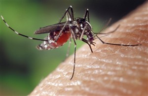 皮肤上吸血的蚊子特写高清图片