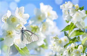 白色花丛上的蝴蝶高清图片