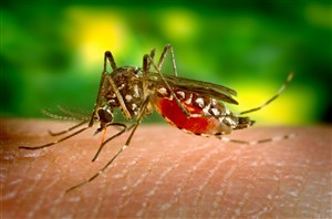 绿色背景上爬在皮肤上吸血的蚊子高清图片