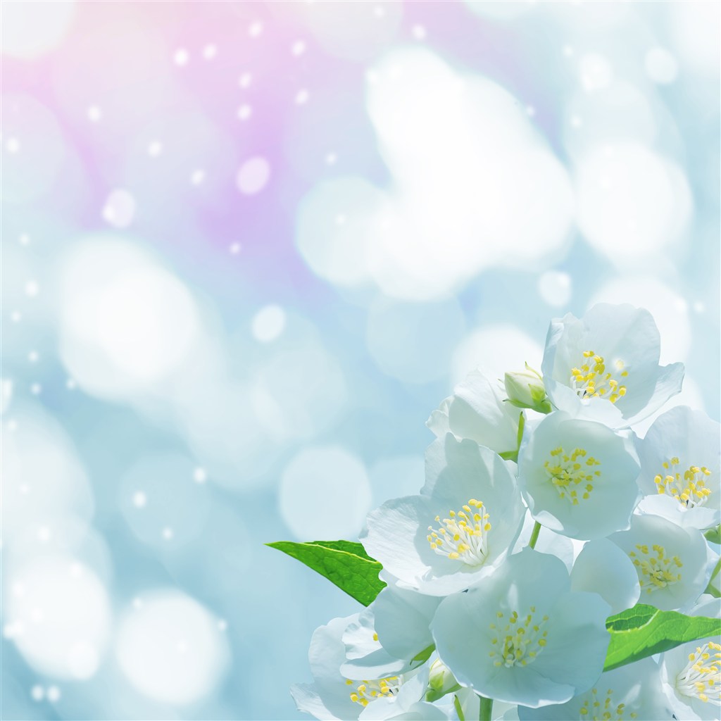 绿色唯美虚化背景上的白色花朵高清图片