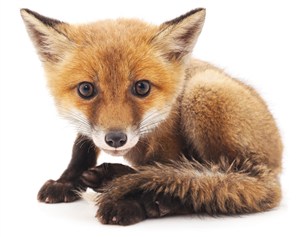 可爱的小狐狸高清图片