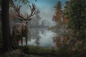 森林中的湖泊和麋鹿高清图片