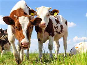草地上望向镜头的奶牛高清图片