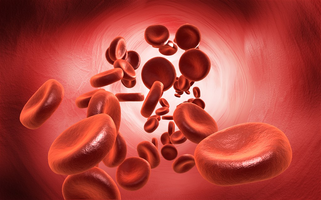 血管里的红细胞高清图片