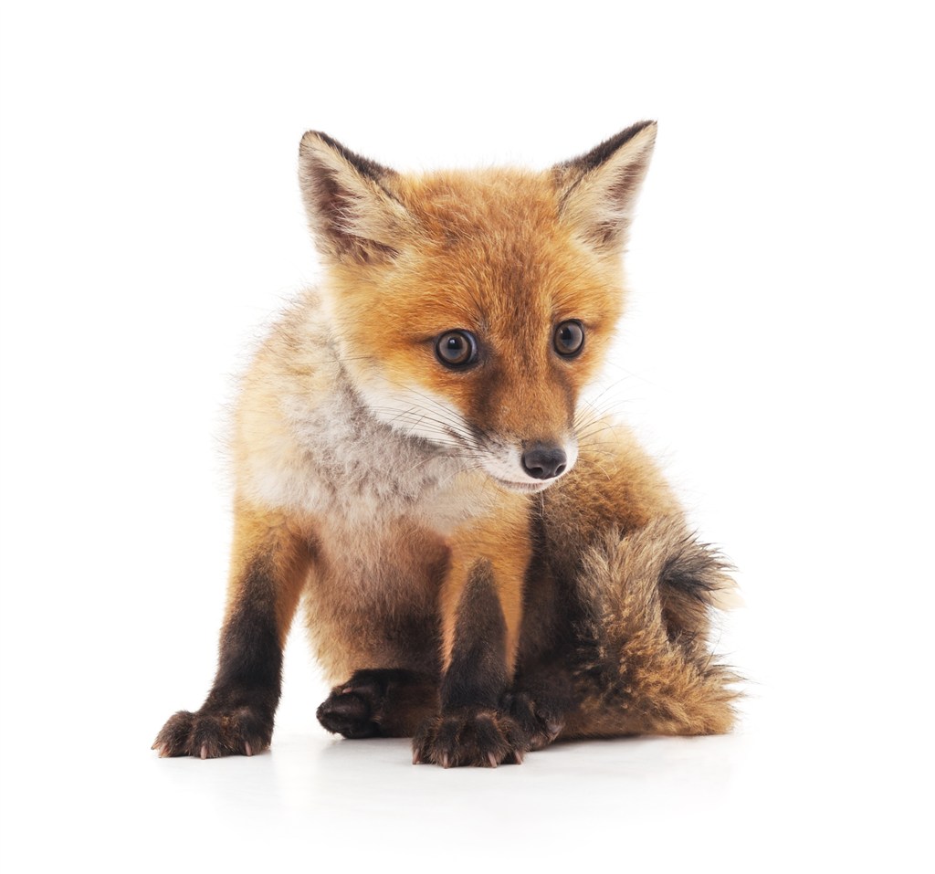 坐在地上的可爱小狐狸高清图片
