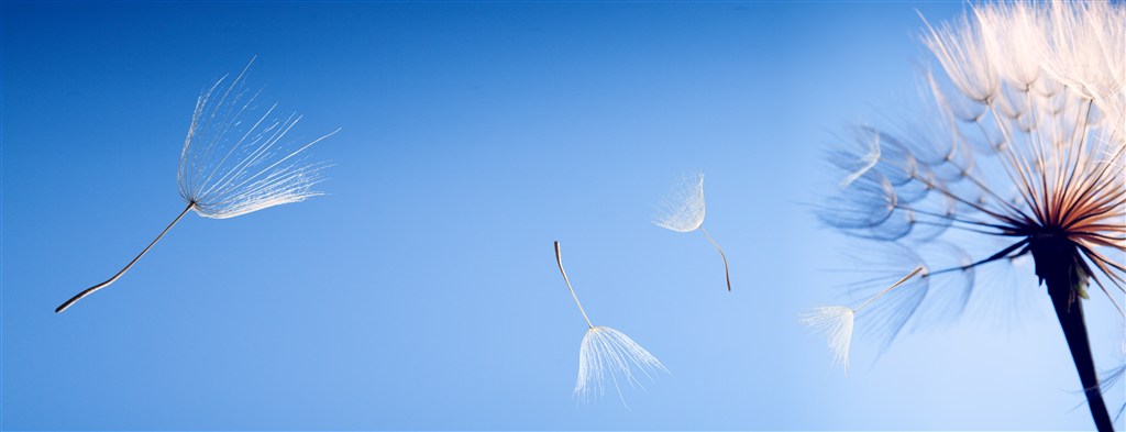 蓝色天空下飞舞的蒲公英高清图片