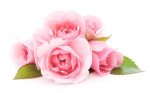 粉红色玫瑰花高清图片