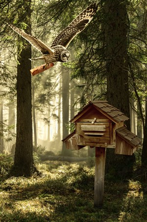 森林中飞翔的老鹰和鸟屋高清图片