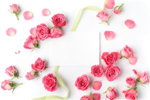 散落的粉红色玫瑰花朵和丝带白纸高清图片