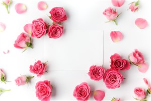 散落的粉红色玫瑰花朵和白纸高清图片