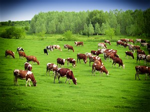 青草地上低头吃草的牛群高清图