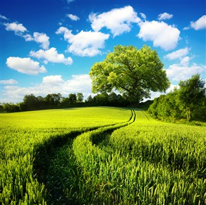 蓝天白云下的大树和绿色麦田高清图片