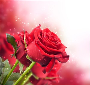 唯美的红玫瑰高清图片