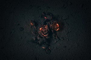 灰烬的地面上燃烧的玫瑰花 