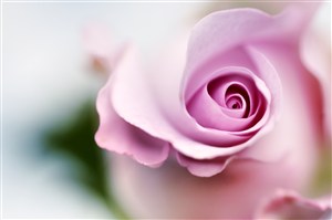 粉色玫瑰花特写高清图片