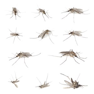  不同形态的蚊子高清图片