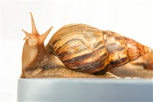 大蜗牛特写高清图片
