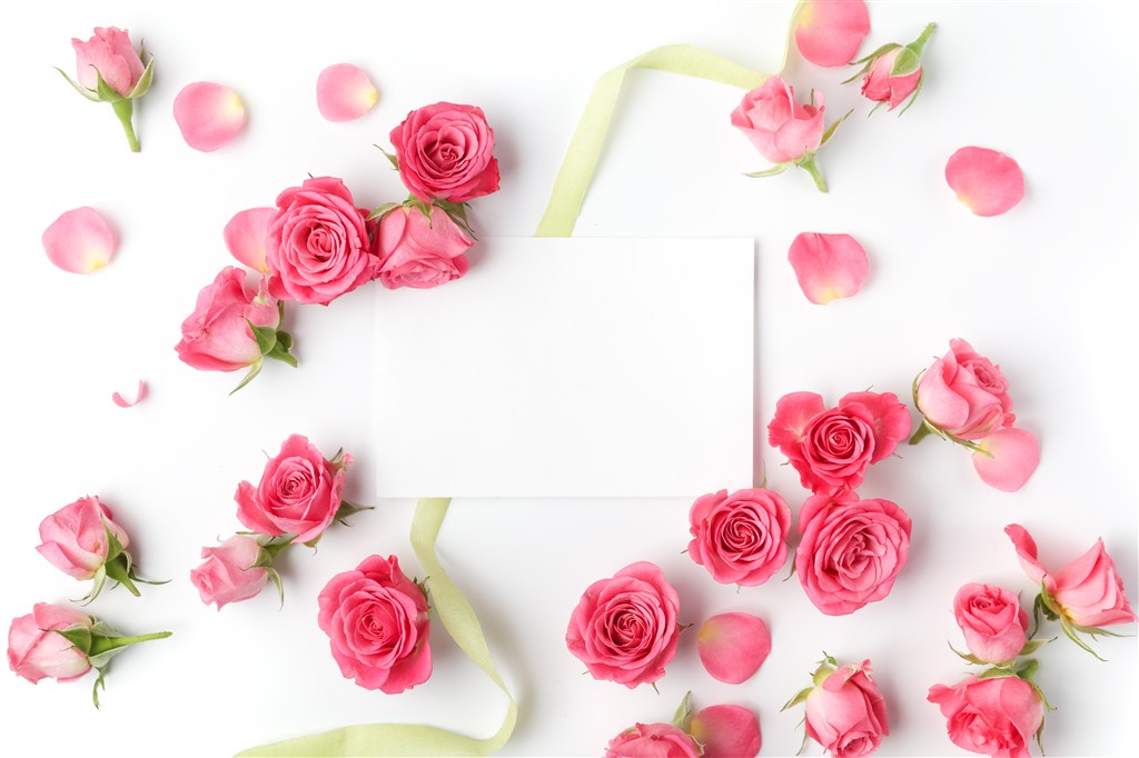 散落的粉红色玫瑰花朵和丝带白纸高清图片