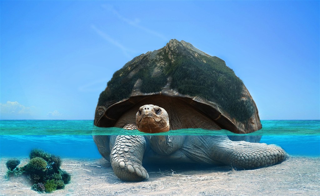高清海龟图片