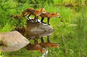 水边两头狐狸图片
