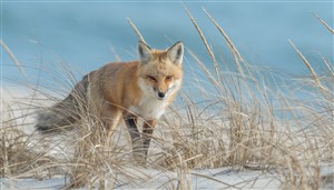 野草中的狐狸图片