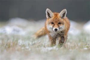 棕色狐狸图片