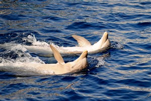 仰泳的海豚图片