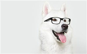 白色戴眼镜狗狗图片