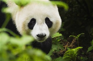 高清大熊猫图片