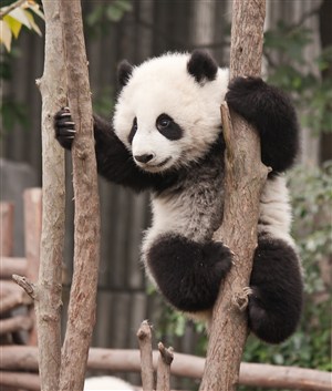 调皮捣蛋的大熊猫图片