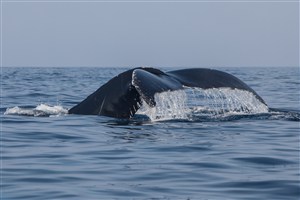深海里的鲸鱼尾巴图片