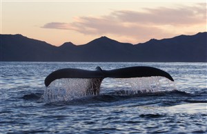 浮出水面的鲸鱼尾巴图片