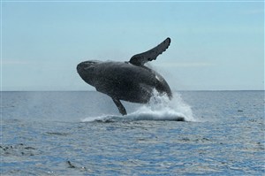 跳出水面的鲸鱼图片
