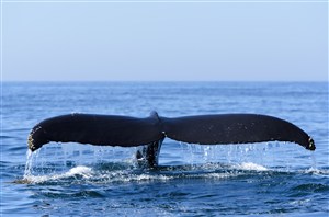 体型庞大的鲸鱼尾巴图片