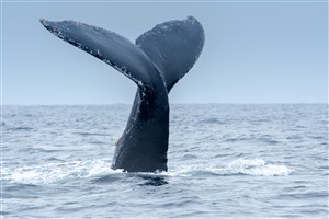 哺乳动物鲸鱼尾巴图片