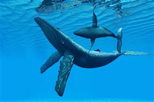深海里庞大的鲸鱼图片