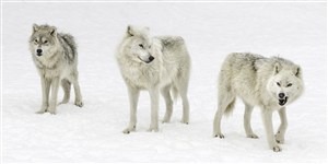 雪地上三头饿狼图片