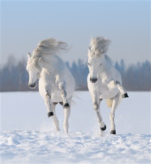 雪一样白的骏马图片