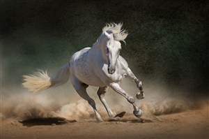 黄土地上奔跑的白色骏马图片