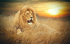 夕阳下的狮子图片