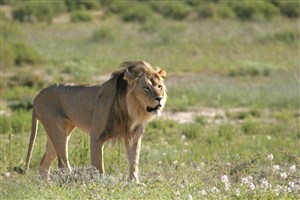 大草原上的狮子图片