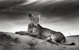 黑白照片的狮子图片